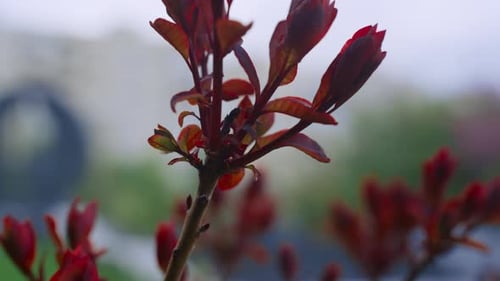 Red Leafs Blooming on Branch in City Park. Peaceful Nature View With