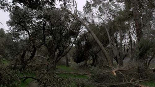 Fallen trees in Madrid largest park Casa de Campo after Filomena snow blizzard in January 2021 with