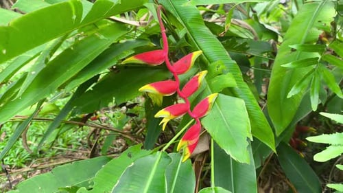 Fleurs tropicales vibrantes d'Heliconia dans le jardin