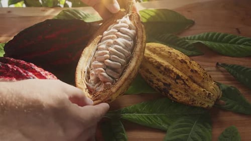 Fruta de cacau fresca com feijão e folhas de cacau em uma mesa de madeira.