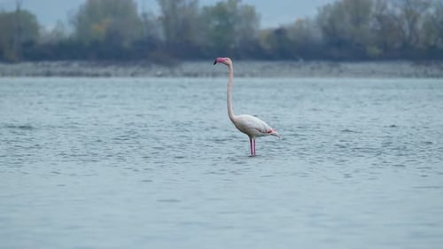 Wild Flamingo with neck full extended shallow waters Lake Kerkini