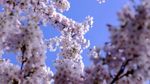 Rosafarbene Kirschblüten und blauer Himmel im Frühling