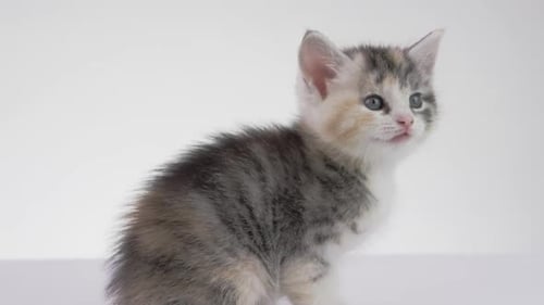 Small Kitten Meows in Studio Setting