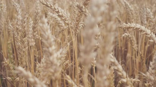 Wheat Swaying Gently in a Golden Field
