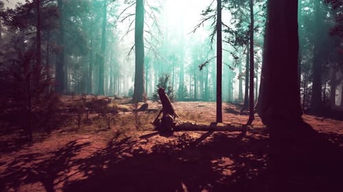 Une forêt de séquoias submergée par des arbres imposants