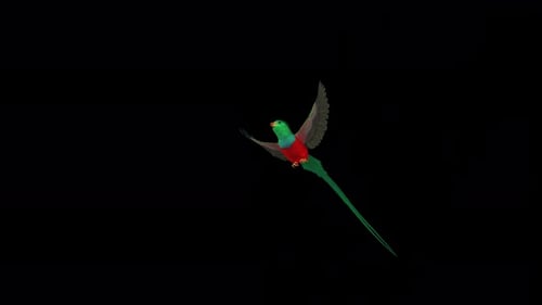 Quetzal Bird - South American Spiritual Symbol - Flying Transition - II - Alpha Channel - 4K