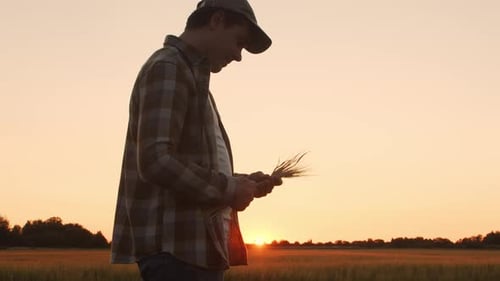 Farmer in Front of a Sunset Agricultural Landscape Man in a Countryside Field Country Life Food