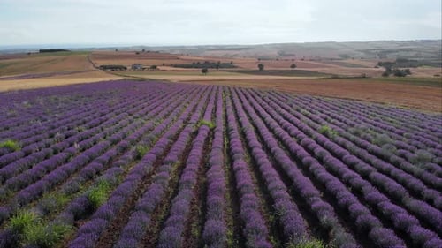 Lavender fields in rows blooming flowers aerial view drone purple field summer