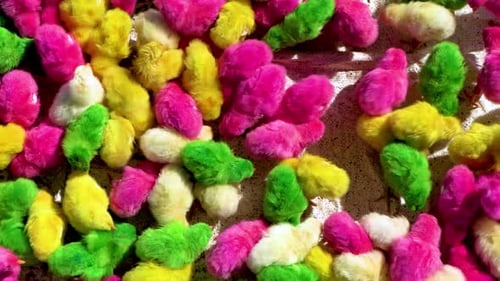 Top view of Colorful chicks feeding in a coup