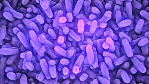 Microbiome, gut bacteria