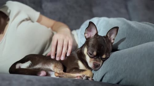 Dog Sleeping Peacefully on Couch, Gentle Petting