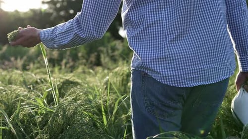 The farmer checks the barley crop. Agriculture. Agricultural business concept.