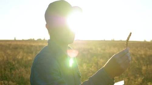 Farmer Businessman Inspects Wheat Field and Examines an Ear of Wheat at Sunrise