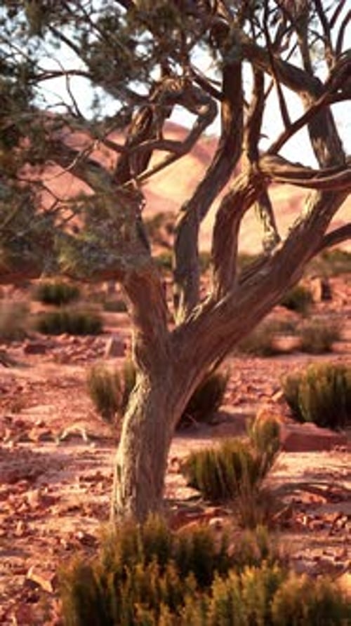Lone Tree in Nevada Desert