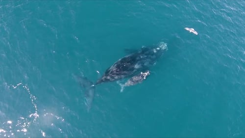 Des baleines attaquées par des mouettes - Vue aérienne à vol d'oiseau