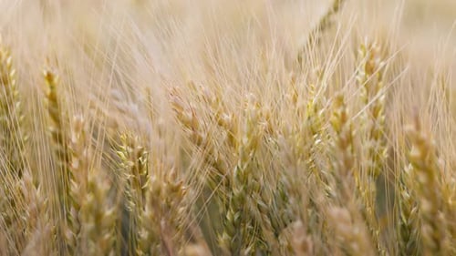 Wheat Field Ears of Wheat Swaying From the Gentle Wind