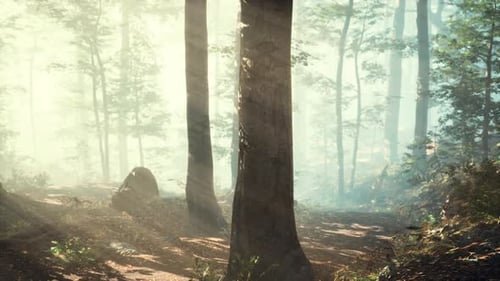 Rising Sun Falls Into the Deciduous Forest on a Foggy Summer Morning