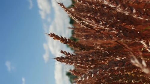 Golden Wheat Field Under a Blue Sky