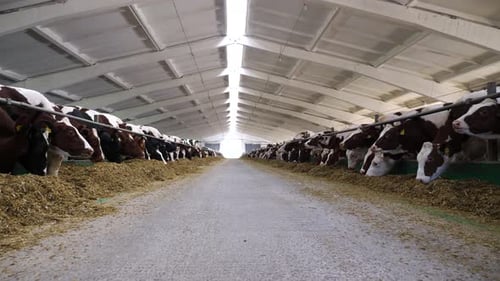 Camera Moving Along Path on Cowshed with Cattle Which Eating Hay Long Row of Cows Feeding By Dry
