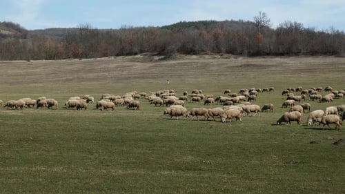 Flock of sheep moving and graazing across green meadowland in Bulgarian rural countryside from right