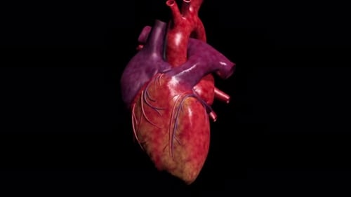 Animated 3D Human Heart Cross-Section Revealing Internal Anatomy