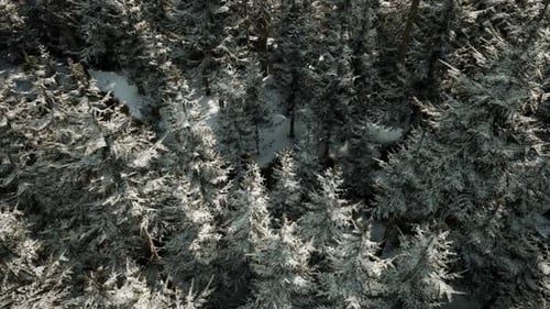 A Winter Wonderland with Snowcovered Trees in a Forest
