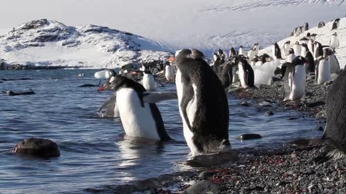 Penguins Wading in the Arctic Ocean Water