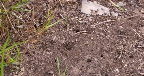Flying ants are leaving the nest just before the rain.