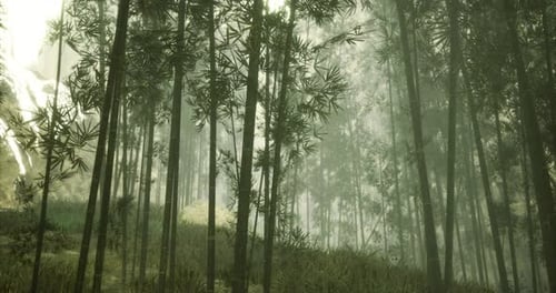Bamboo Grove Shrouded in Mist Enhances Natures Serene Beauty and Mystery