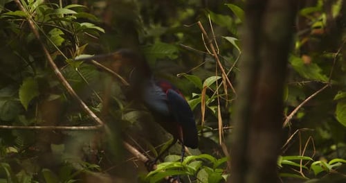 Agami Heron gracefully taking off from the rain forest undergrowth, surrounded by lush greenery.