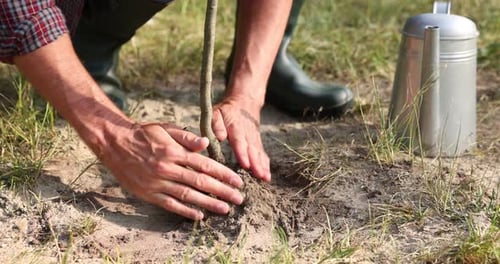 Mann pflanzt im Freien einen kleinen Baum in den Boden, Nahaufnahme