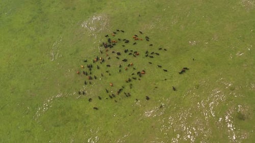 Livestock grazing on green pasture, Jadovnik, Serbia. Aerial high angle shot