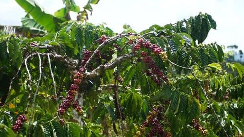 fresh coffee berries