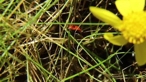 A Ladybug Crawls in the Grass Next to a Yellow Flower Red Beetle in Nature