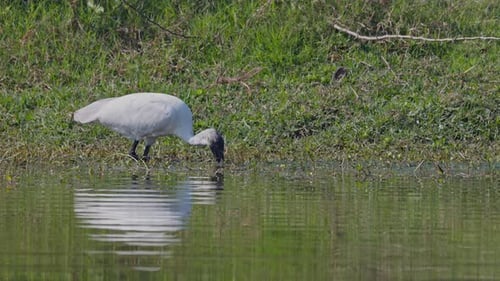 Indian white ibis eating food in the wetland.