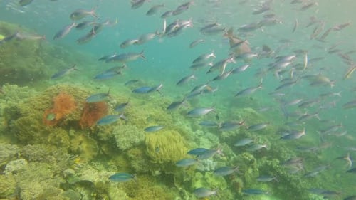 Fish, coral reef or swimming underwater in ocean, wildlife or habitat in aquatic or tropical