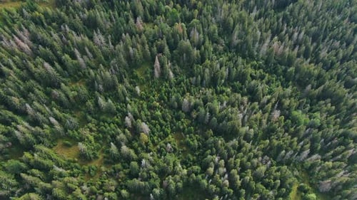 Drone Spinning Over Green Forest in Carpathian Mountains Aerial View Trees Growing on Hill Outdoors