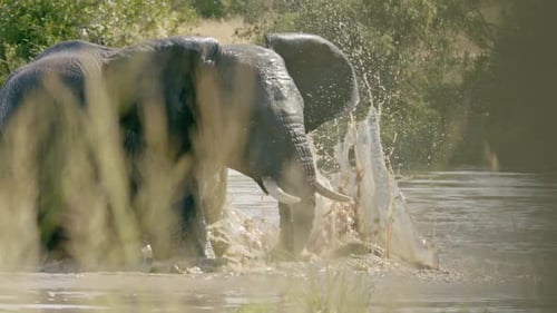 Elephant Splashes Water in Murky Pond on Sunny Day