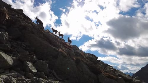 Mountain Goats Climbing High on Rocky Terrain