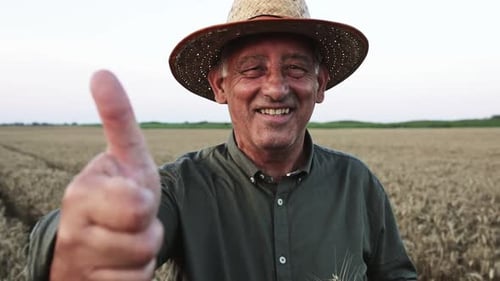Senior farmer with hat standing in wheat field examining crop at sunset, showing thumbs up.