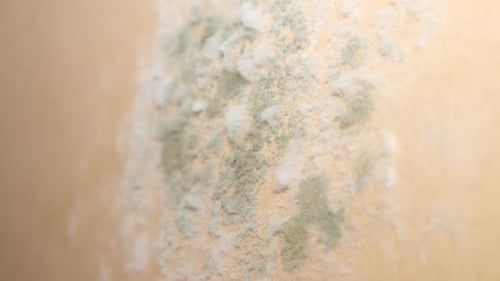 Close Up of Mold Growing on a Surface