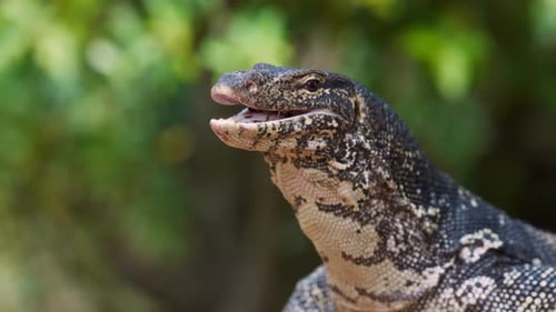 Portrait d'un magnifique lézard géant asiatique moniteur d'eau à rayures Nom local