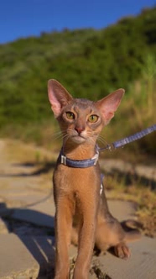 Closeup Portrait of Brown Cute Domestic Abyssinian Cat on Green Grass in a Park