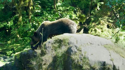 A bear walks and sniffs the river bank.