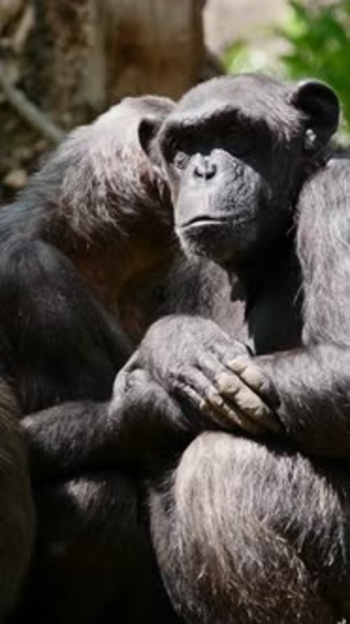 Portrait of a Chimpanzee