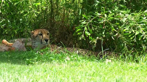 Ein afrikanischer Gepard (Acinonyx jubatus) ruht an einem sonnigen Tag im Schatten eines Busches, Nahaufnahme.