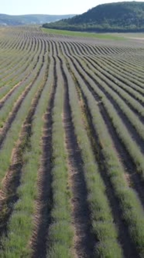 Aerial Lavender Fields Endless Rows of Blooming Lavender Fields on Summer Sunset Time Lavender Oil