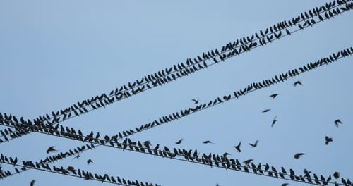 A flock of European starlings (Sturnus vulgaris) roost on overhead wires. Occitania, Southern France
