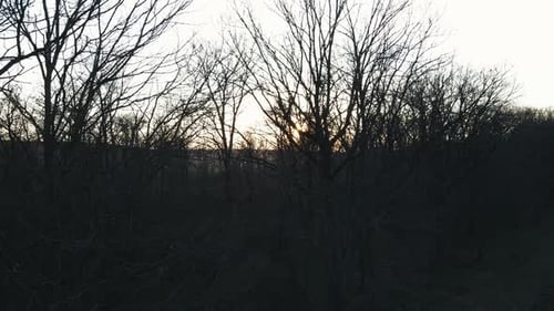 Leafless Forest at Sunset