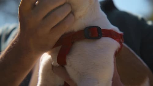Puppy is Cuddled Outdoors on a Sunny Day